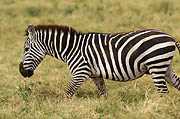 Foal Zebra Amboseli Kenya